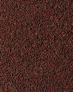 Bindu Black Mustard - Case -Uniq Shop BinduBlackMustard FullBleedPortrait MelatiCitrawireja