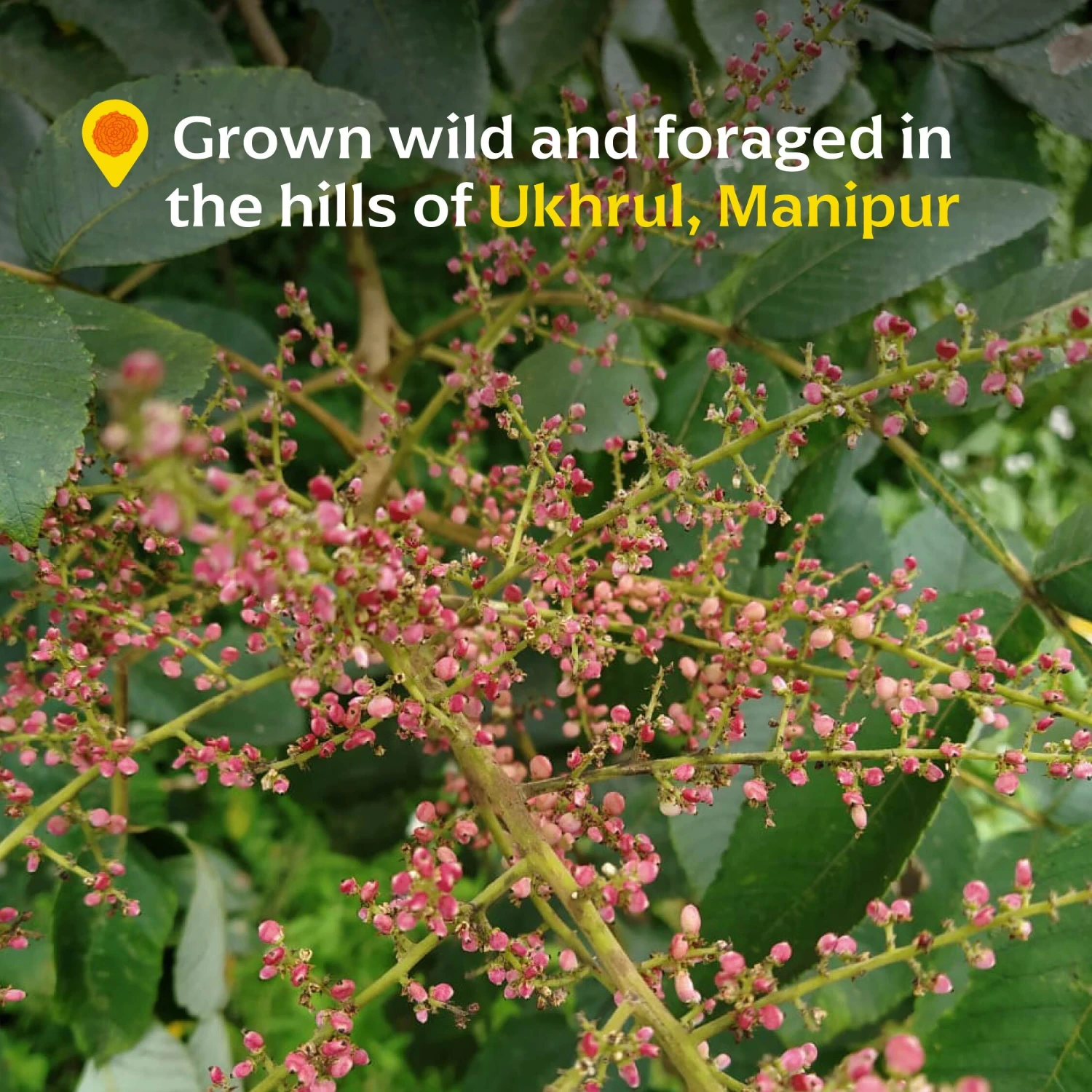 Wild Heimang Sumac 2 Wild Heimang Sumac - Image 2